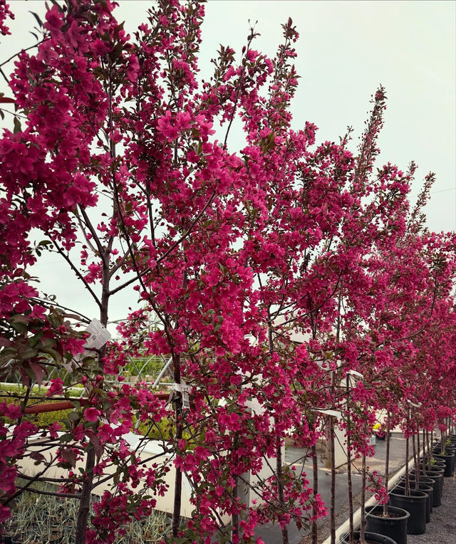 Small Trees - 7 meters or less