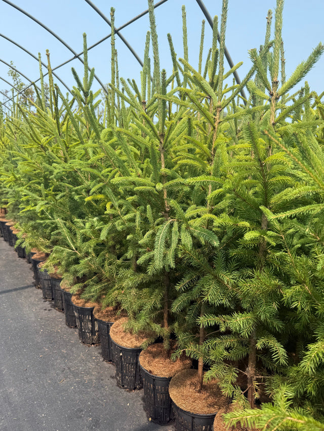 Plant for the Future
