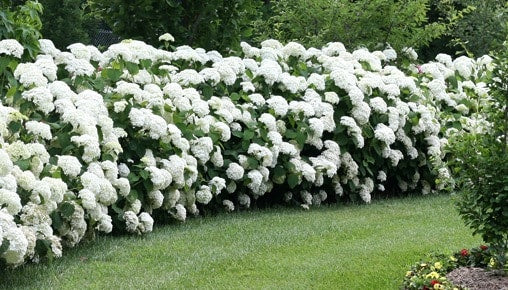 Flowering Shrubs