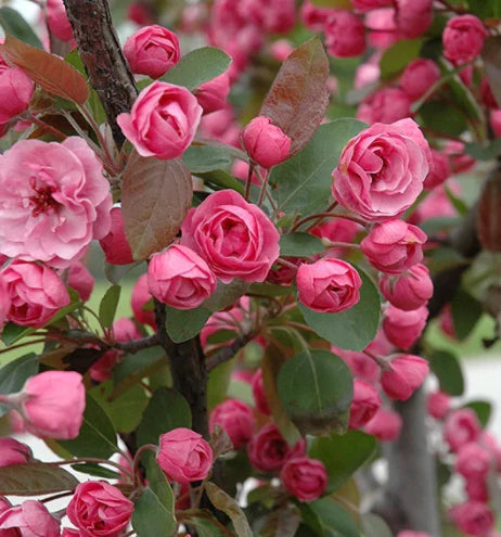 Flowering Trees