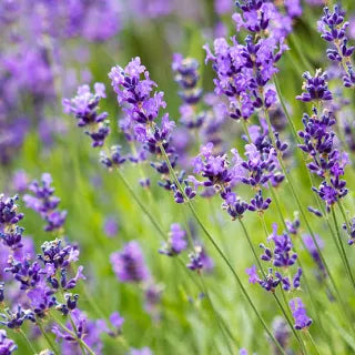 Lavender Munstead