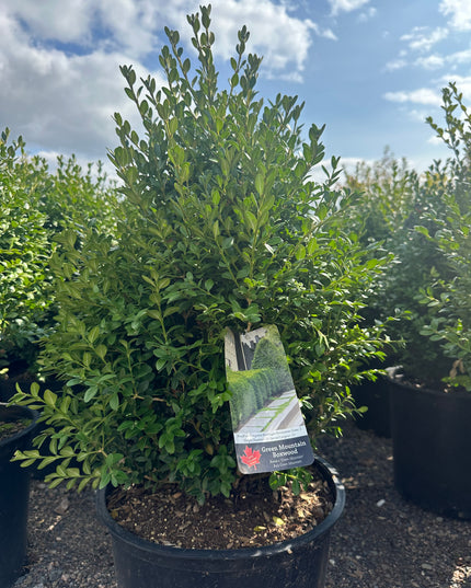 Green Mountain Boxwood