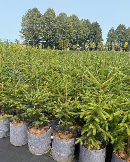 Norway Spruce (5 Gallon)