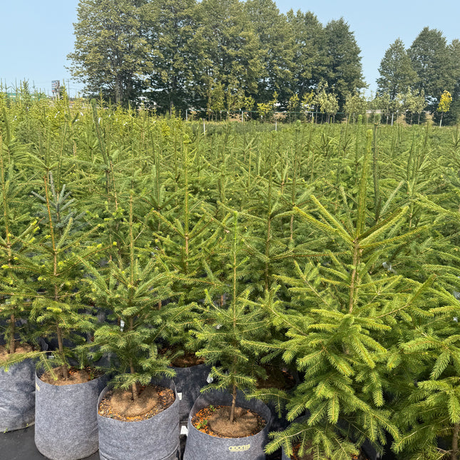 Norway Spruce (5 Gallon)