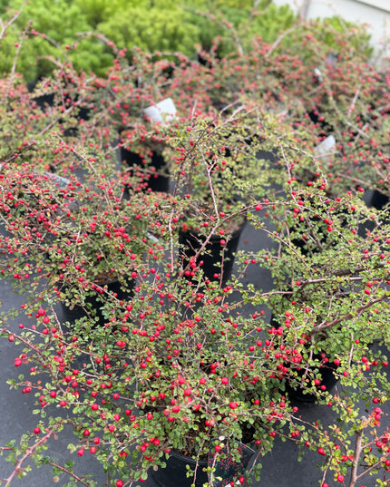 Cranberry Cotoneaster