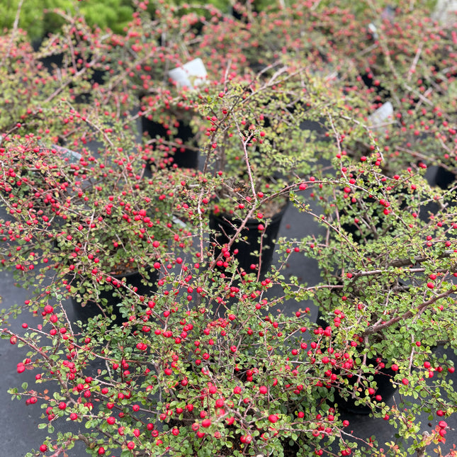 Cranberry Cotoneaster