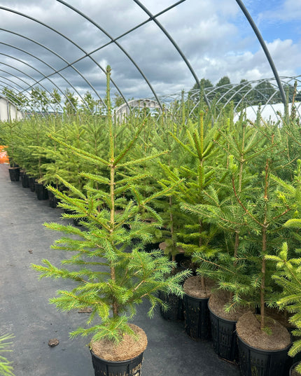 White Spruce (1 Gallon)