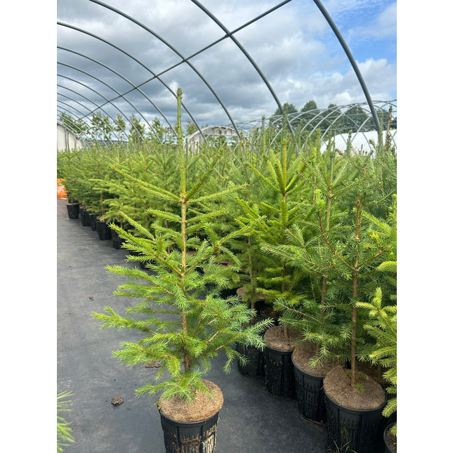 White Spruce (1 Gallon)