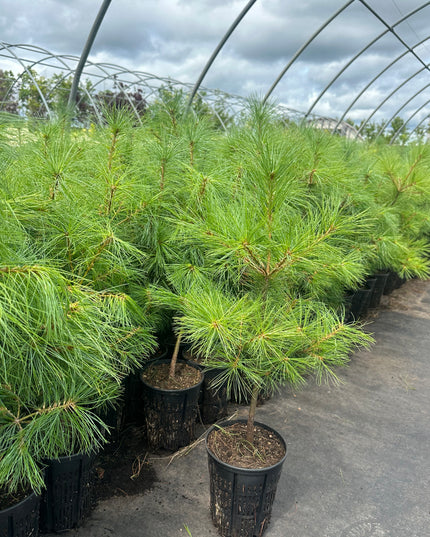 White Pine (1 Gal - 3-4 ft tall)