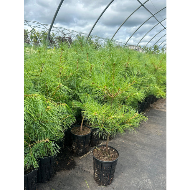White Pine (1 Gal - 3-4 ft tall)