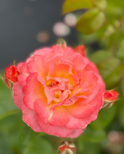 Orange Glow Knock Out Rose