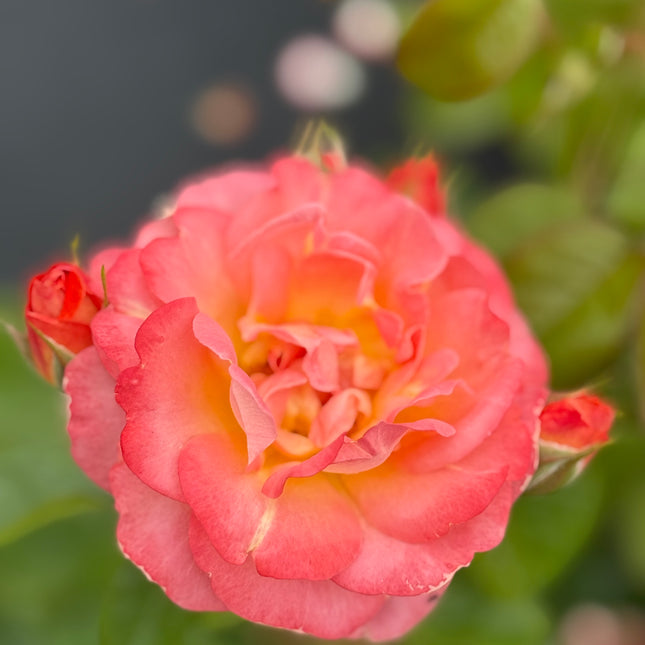 Orange Glow Knock Out Rose