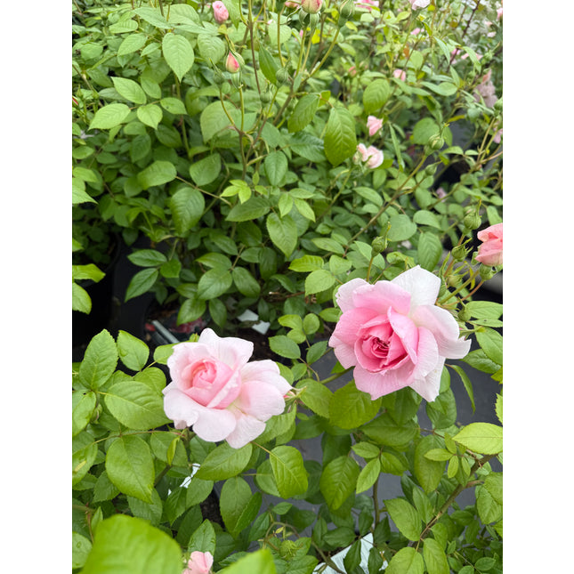 Lambert Closse Rose