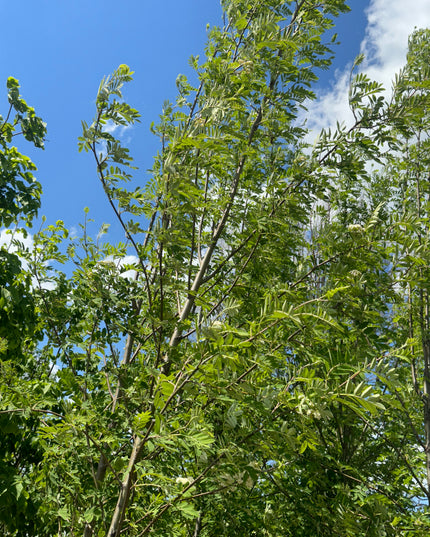 European Mountain Ash