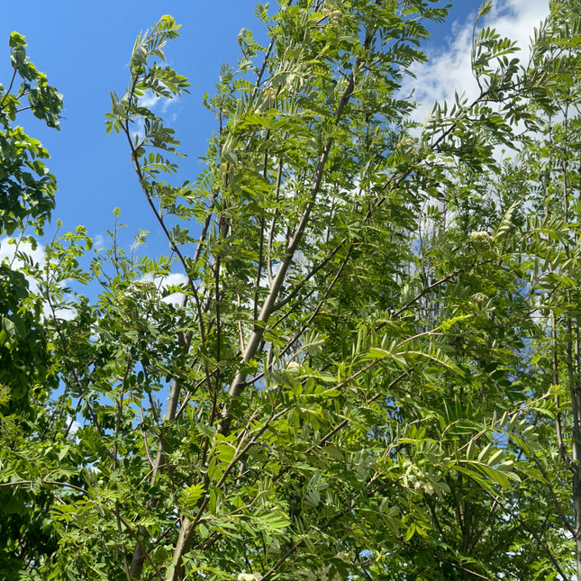 European Mountain Ash