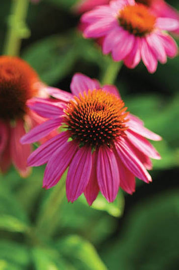 Coneflower PowWow Wildberry