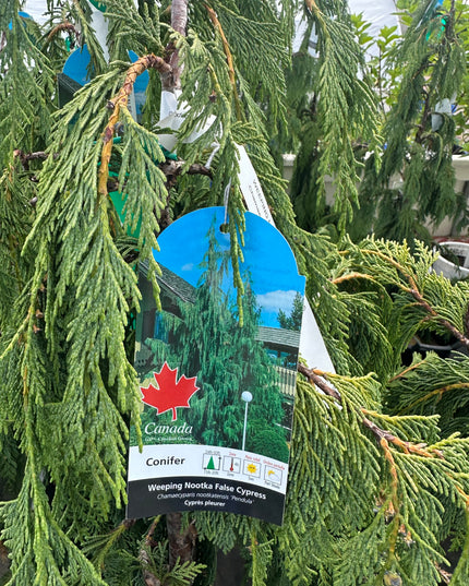 Weeping Nootka Cypress