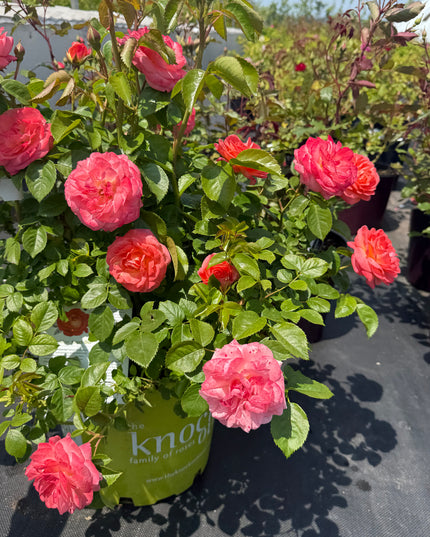 Orange Glow Knock Out Rose