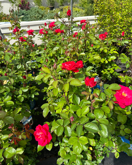 Cinnamon Hearts Rose