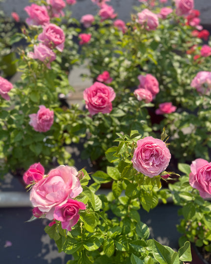 Lambert Closse Rose