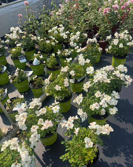 Knock Out White Rose