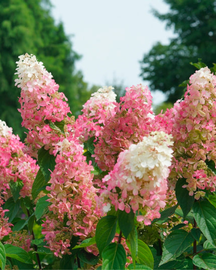 Pinky Winky Hydrangeas