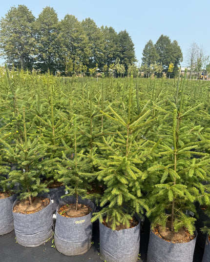 Norway Spruce (5 Gallon)