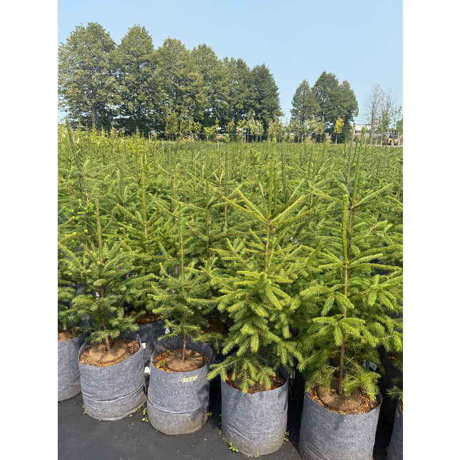 Norway Spruce (5 Gallon)