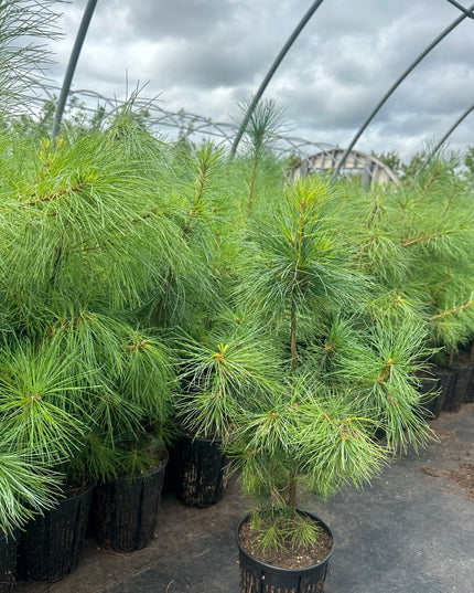 White Pine (1 Gal - 3-4 ft tall)