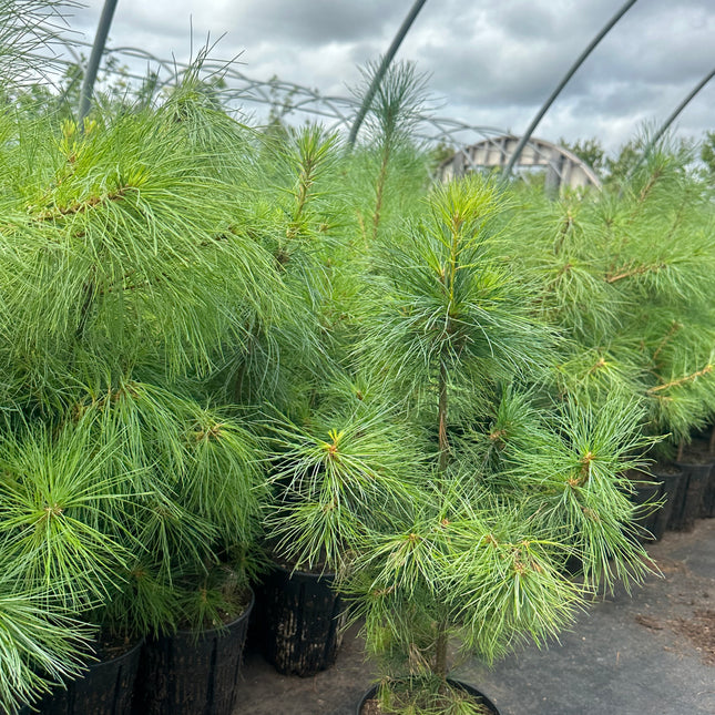 White Pine (1 Gal - 3-4 ft tall)