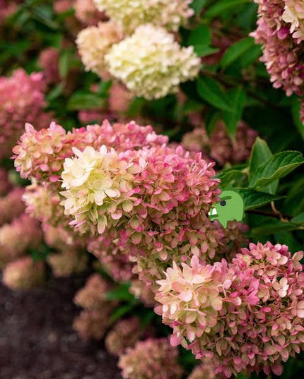 Dragon Baby Hydrangea