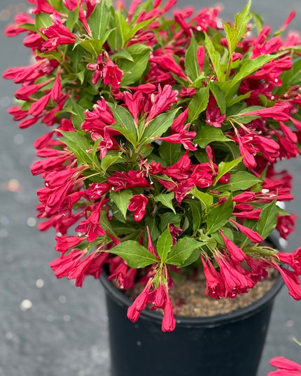Red Prince Weigela