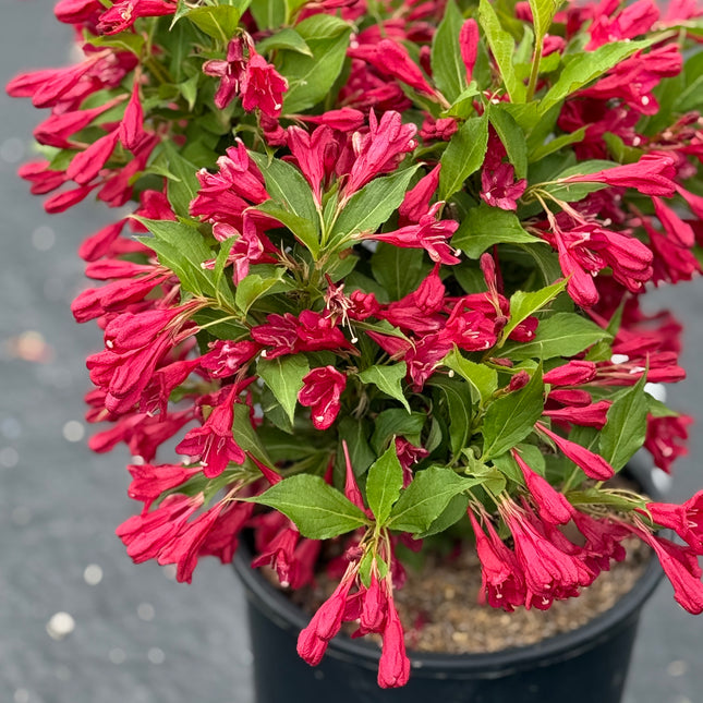 Red Prince Weigela