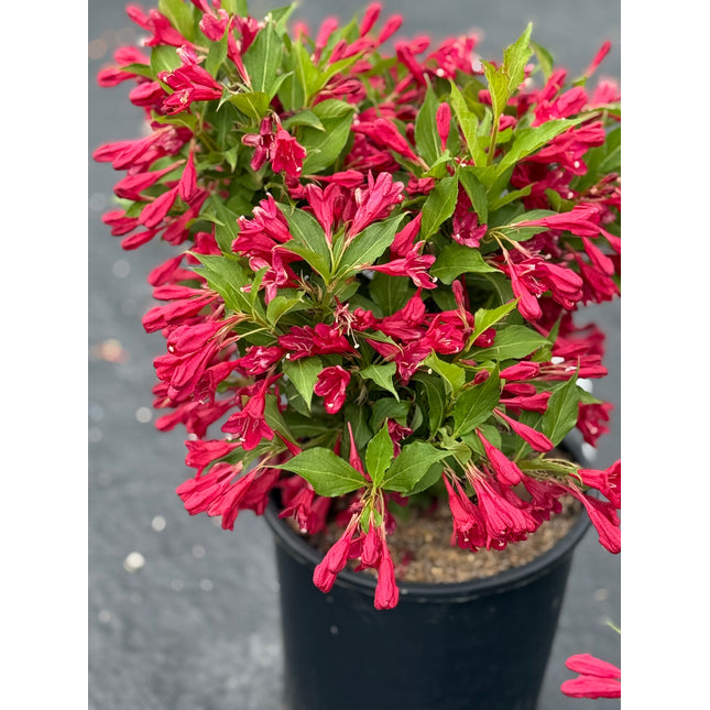 Red Prince Weigela