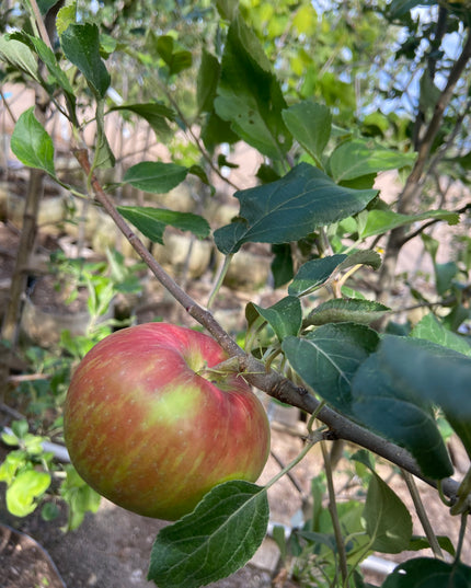 Honey Crisp Apple Tree