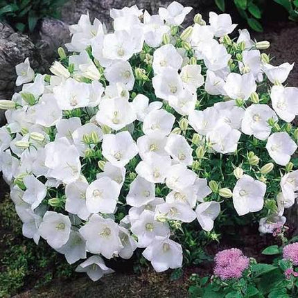 Rapido White Bellflower