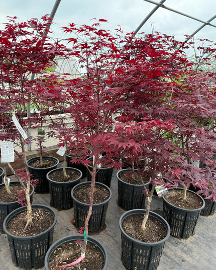 Japanese Emperor Maple