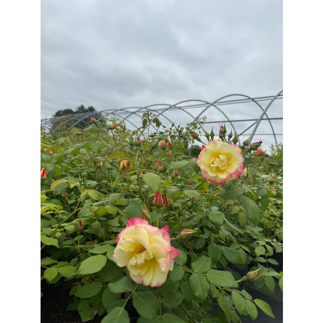 Camp Fire Rose