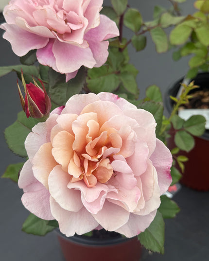 Distant Drum Rose