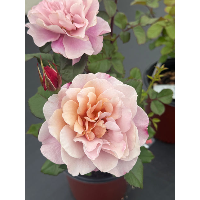 Distant Drum Rose