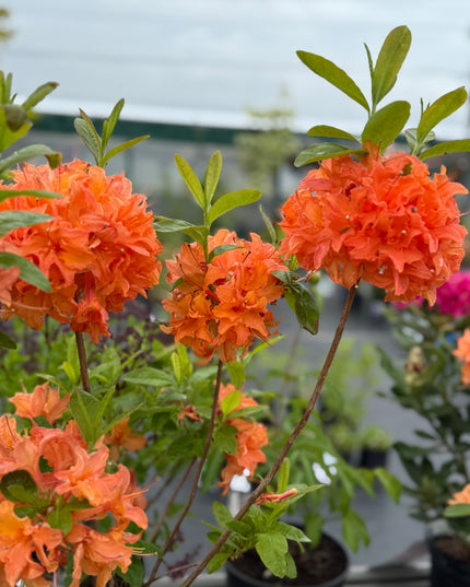 Mandarin Lights Azalea