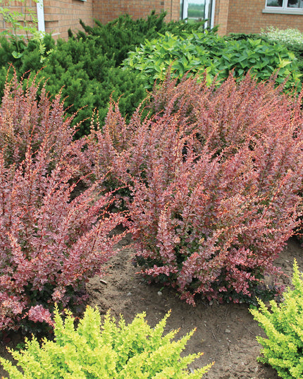 Rose Glow Barberry