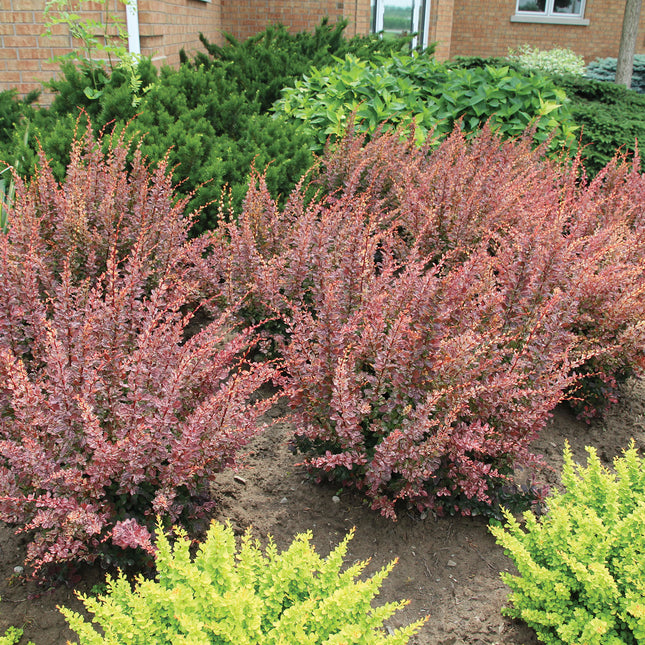 Rose Glow Barberry
