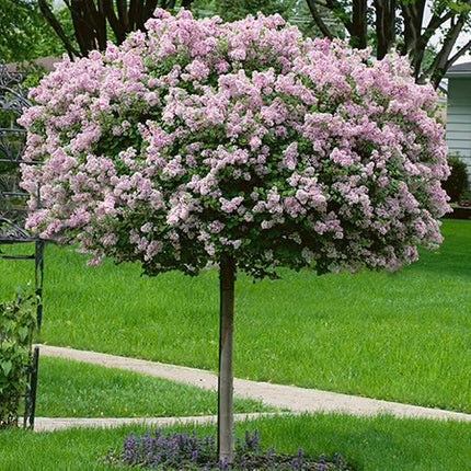 Lilac Dwarf Meyer Standard