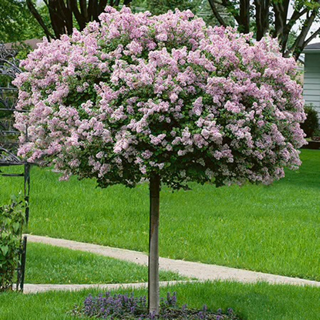 Lilac Dwarf Meyer Standard