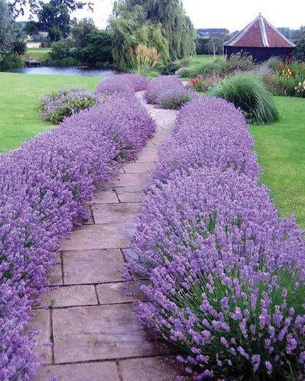 Lavender Munstead
