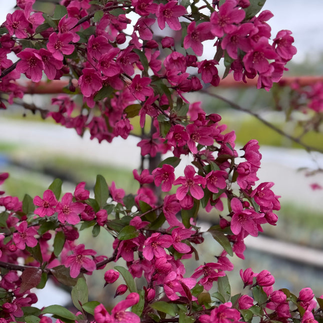 Prairie Fire Crabapple