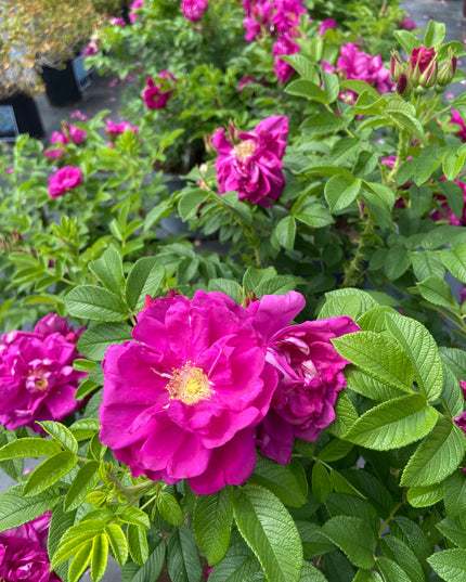 Hansa Rose