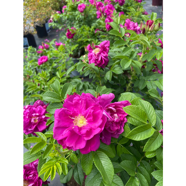 Hansa Rose