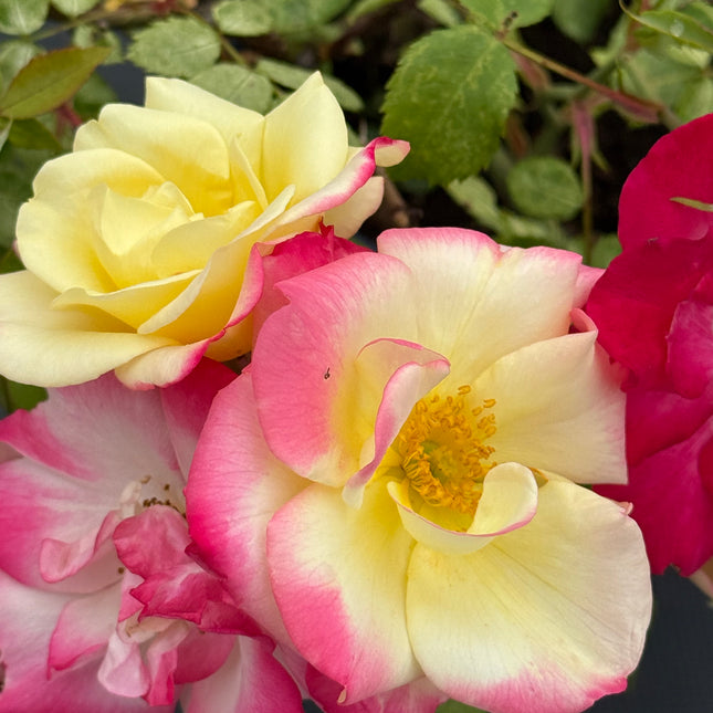 Camp Fire Rose